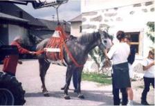 Pferde- und Rinderhebegeschirr