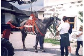 Pferde- und Rinderhebegeschirr